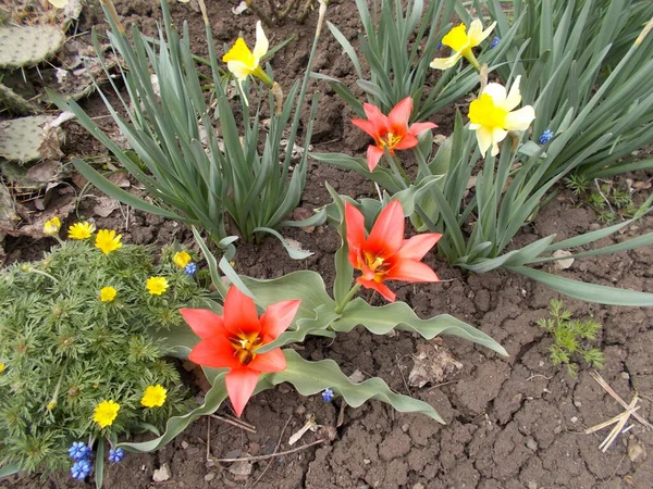 Multi Florecido Tulipán Florece Jardín — Foto de Stock