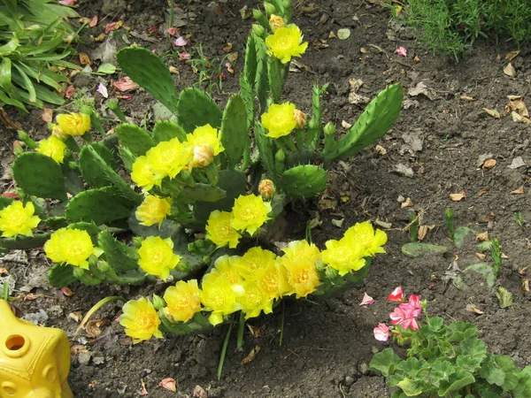 Cactus Florece Jardín Con Flores Amarillas — Foto de Stock