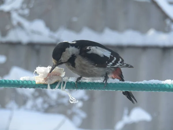 Woodpecker Garden Pecking Fat — Stock Photo, Image