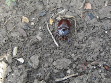 Gergedan böceği kendi işine bakar..