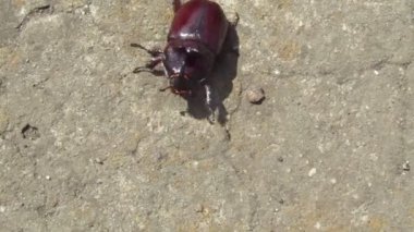 Gergedan böceği kendi işine bakar..