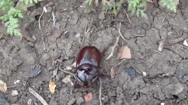 Escarabajo Rinoceronte Ocupa Sus Asuntos — Vídeos de Stock