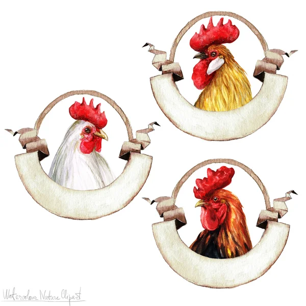 Etiquetas de gallo de acuarela, aislado —  Fotos de Stock
