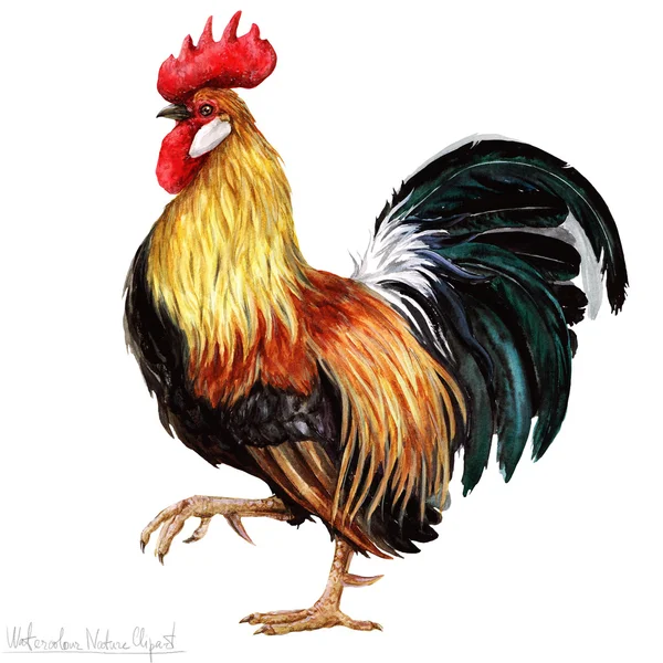 Watercolor Rooster, Isolated — Stock Photo, Image