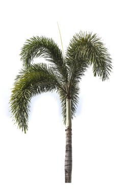 beyaz zemin üzerinde palmiye ağacı