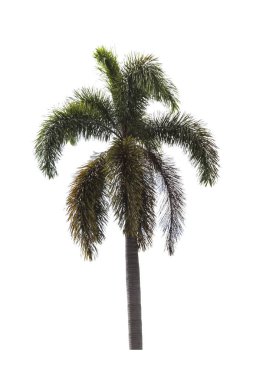beyaz zemin üzerinde palmiye ağacı