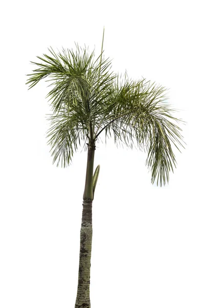 Palmträd på vit bakgrund — Stockfoto