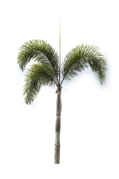 Palmboom op een witte achtergrond — Stockfoto