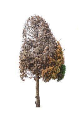 Beyaz arkaplandaki ağaç