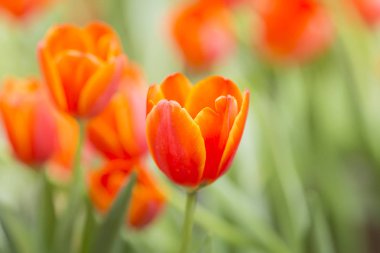 Lale Çiçek bahçesinde