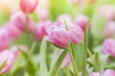 Lale Çiçek bahçesinde