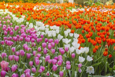 Lale Çiçek bahçesinde