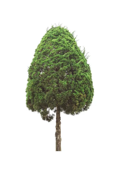 Albero su sfondo bianco — Foto Stock