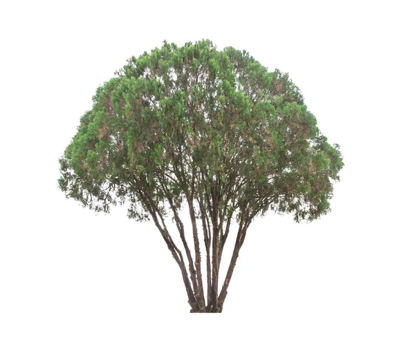 Δέντρο σε λευκό φόντο — Φωτογραφία Αρχείου