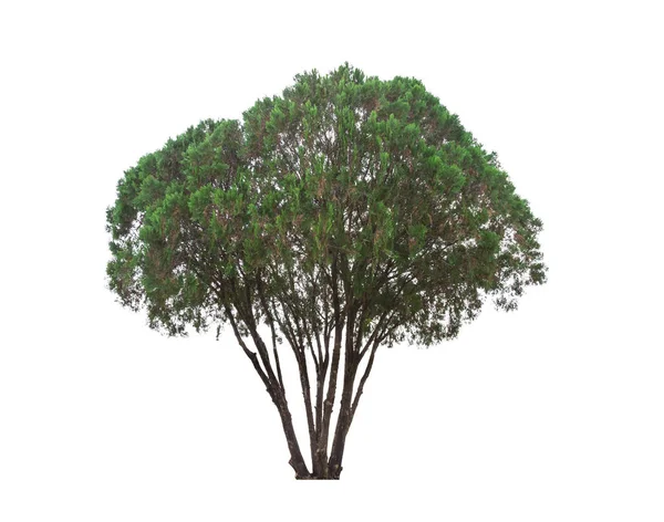 Albero su sfondo bianco — Foto Stock