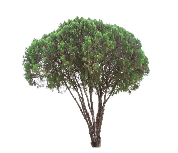 Beyaz arkaplandaki ağaç — Stok fotoğraf