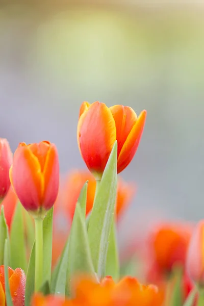 Tulipes dans le jardin de fleurs — Photo