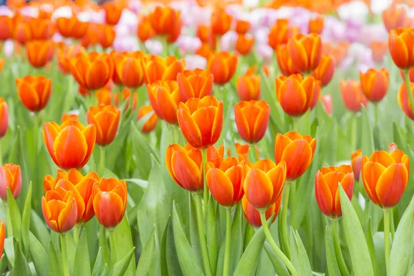 Тюльпаны в цветнике — стоковое фото