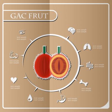 GAC frut Infographics, meyve. Vektör çizim.