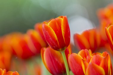 Lale Çiçek bahçesinde