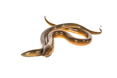 Beyaz arka plan üzerinde taze Tayland yılan balığı