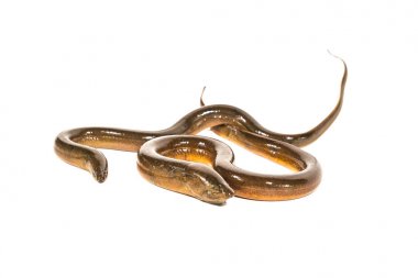 Beyaz arka plan üzerinde taze Tayland yılan balığı