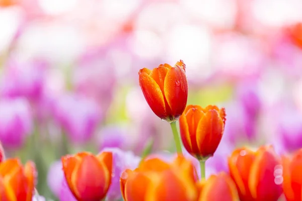 花园里的郁金香 — 图库照片