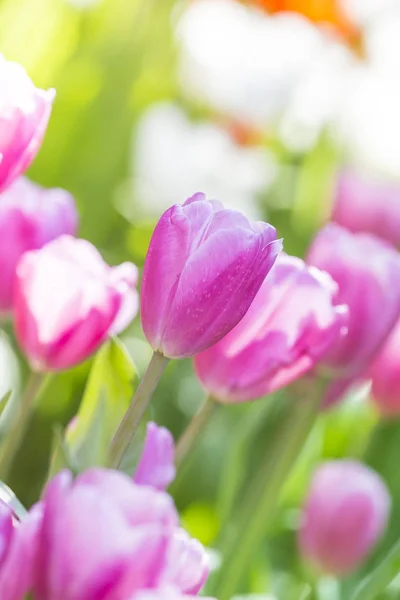 Tulipes dans le jardin de fleurs — Photo