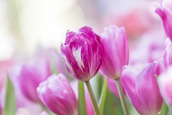 Tulipes dans le jardin de fleurs — Photo