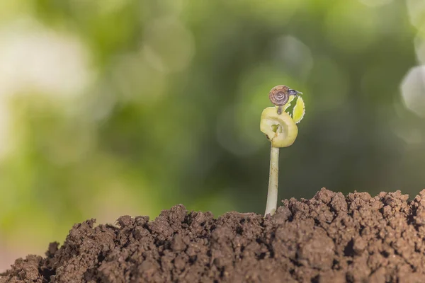 Caracol pequeño con bokeh —  Fotos de Stock