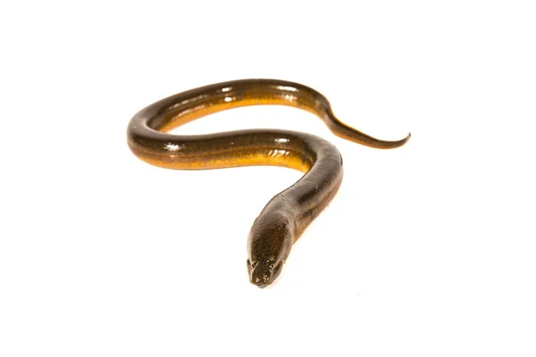 Fresh thailand eel on white background — Stock Photo, Image