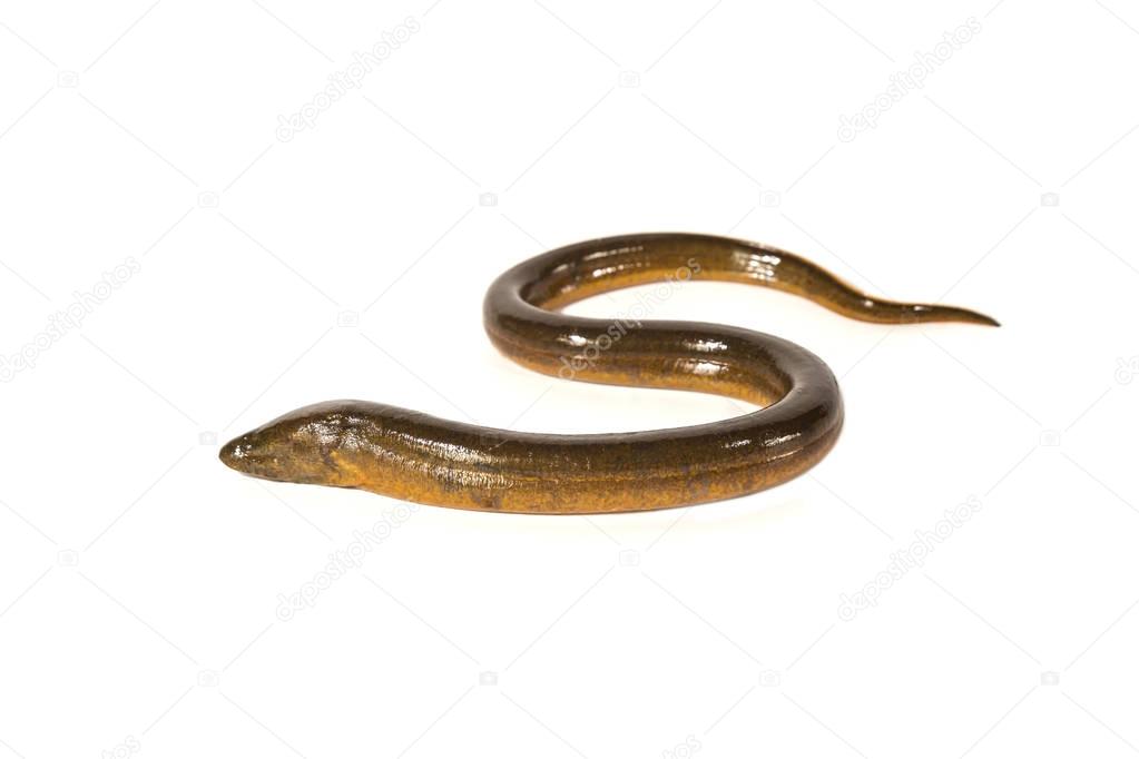 Fresh thailand eel on white background