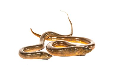 Beyaz arka plan üzerinde taze Tayland yılan balığı