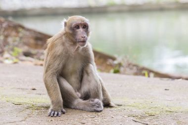 Maymun tropikal ormanlarda Tayland