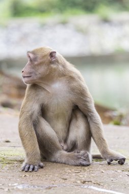 Maymun tropikal ormanlarda Tayland