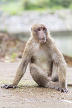 Maymun tropikal ormanlarda Tayland