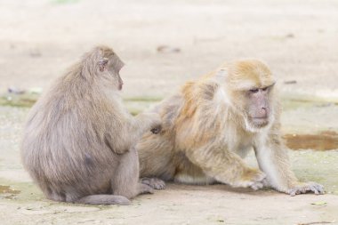 Maymun tropikal ormanlarda Tayland
