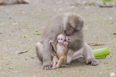 Maymun tropikal ormanlarda Tayland