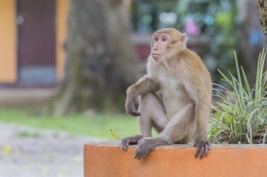 Maymun tropikal ormanlarda Tayland