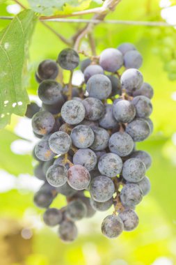 Üzüm bağında üzümler