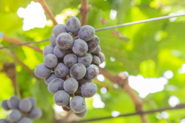 Üzüm bağında üzümler