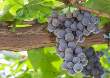 Üzüm bağında üzümler