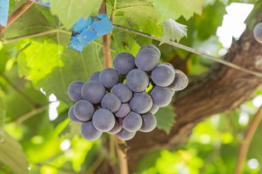 Üzüm bağında üzümler