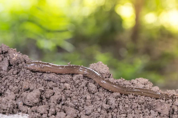 Maçaneta fresca em um contexto da natureza — Fotografia de Stock