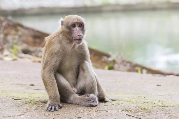 Maymun tropikal ormanlarda Tayland