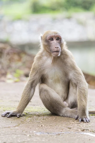 Maymun tropikal ormanlarda Tayland