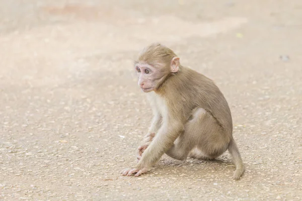 Maymun tropikal ormanlarda Tayland