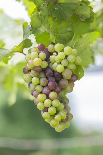 Grapes in the vineyard — Stock Photo, Image