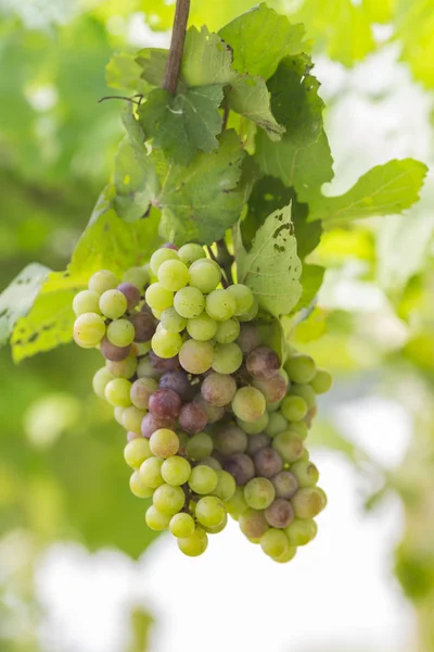 Grapes in the vineyard — Stock Photo, Image