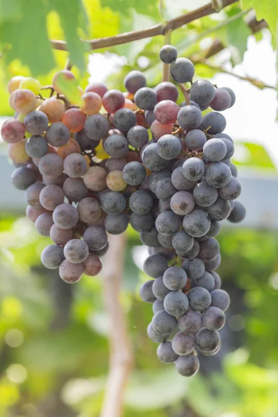 Grapes in the vineyard — Stock Photo, Image